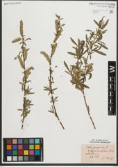 Foto von Salix purpurea L.